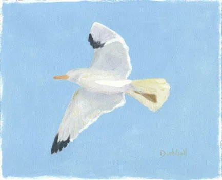 gull