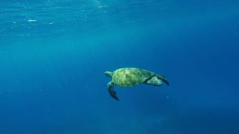 TARTARUGA SOLITARIA.JPG