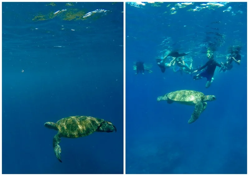 TARTARUGHE E SNORKELING.JPG