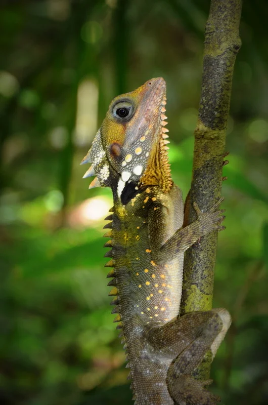 Tuffo in the Wild, Australia (QLD)