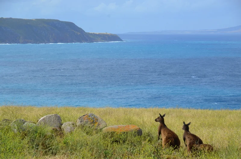 Lo zoo naturale di Kangaroo Island  (South Australia)