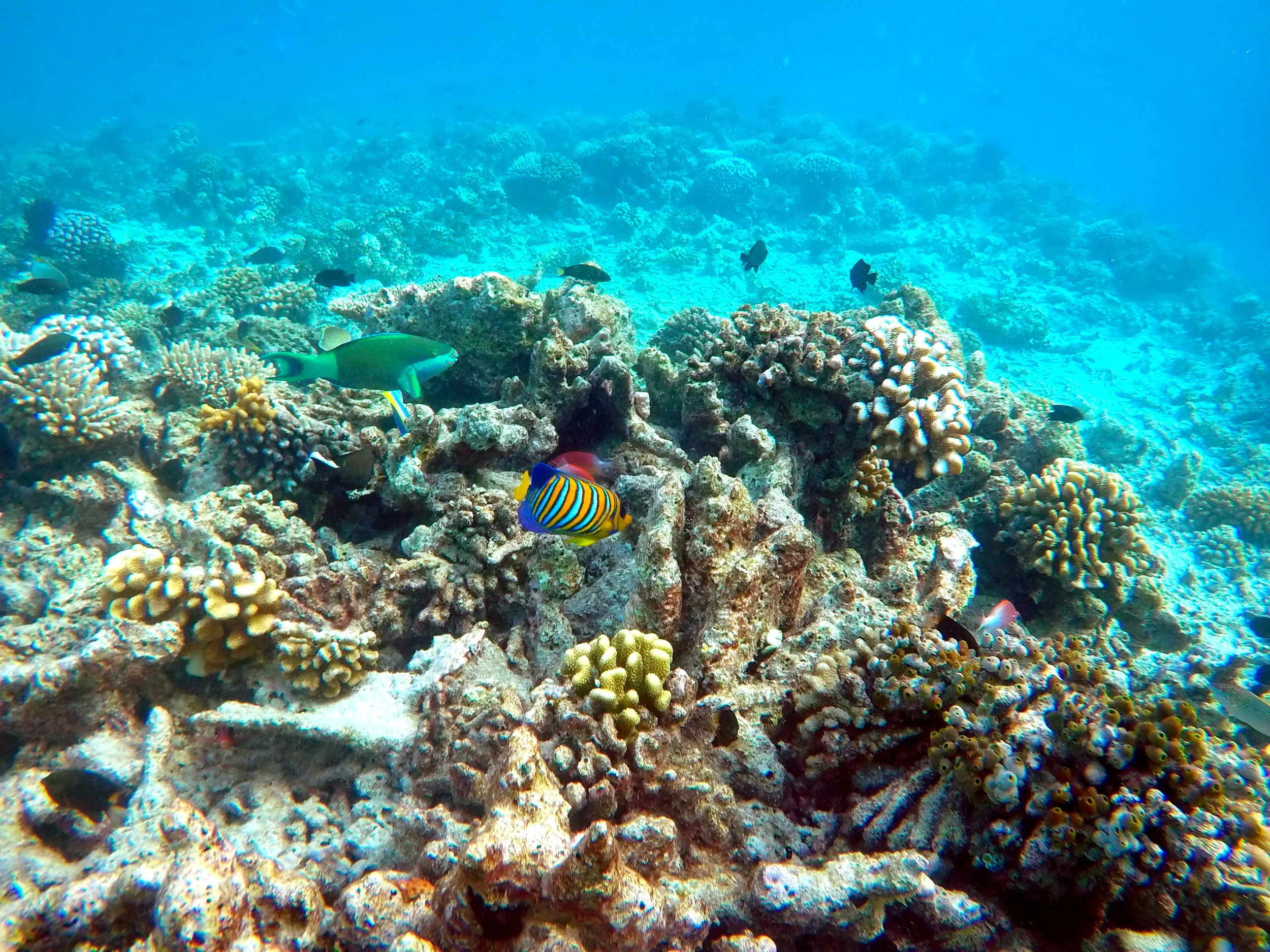 L' Atollo di Ari, Maldive
