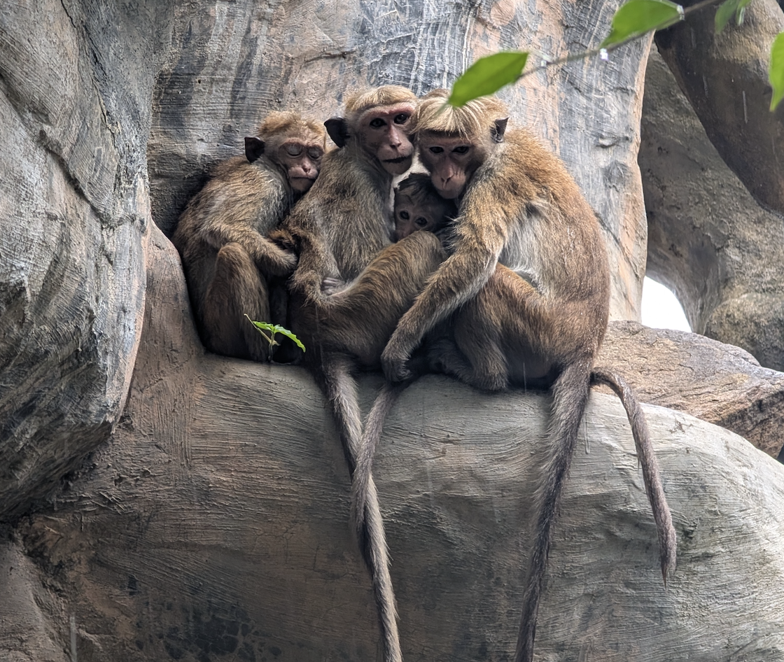 Sri Lanka: un viaggio tra antichi regni, safari e spiagge tropicali