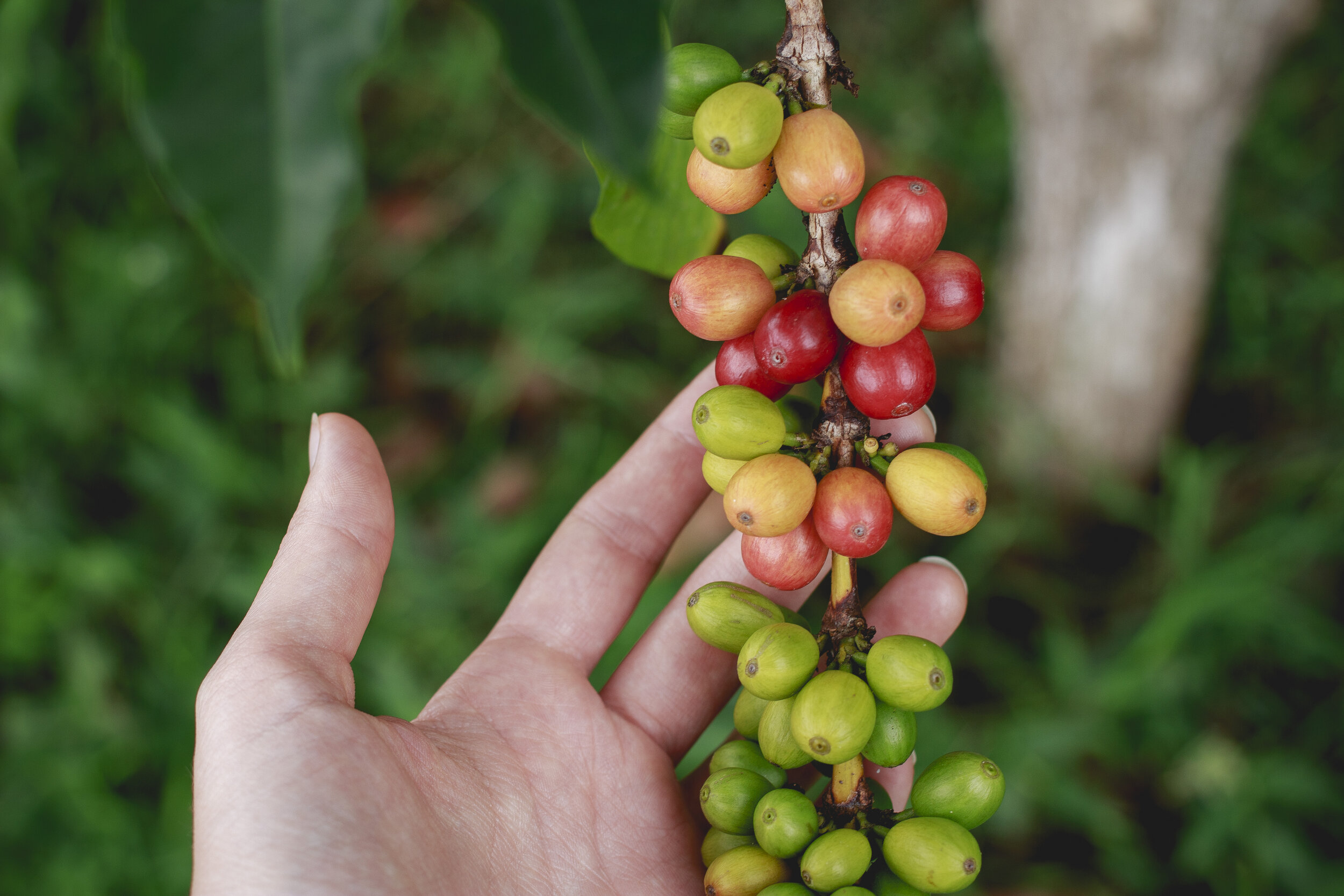 Coffee Beans from Kona, Hawaii