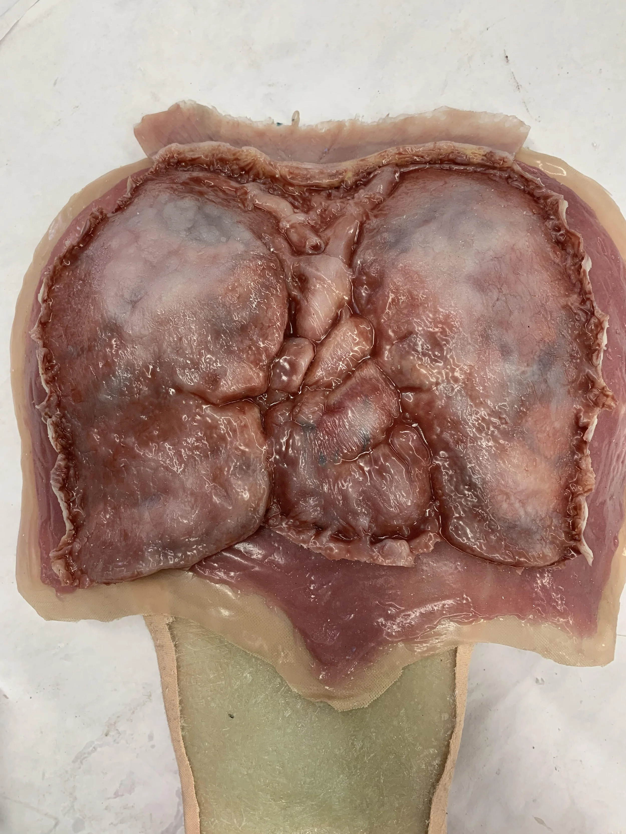 Silicone Lungs and Heart