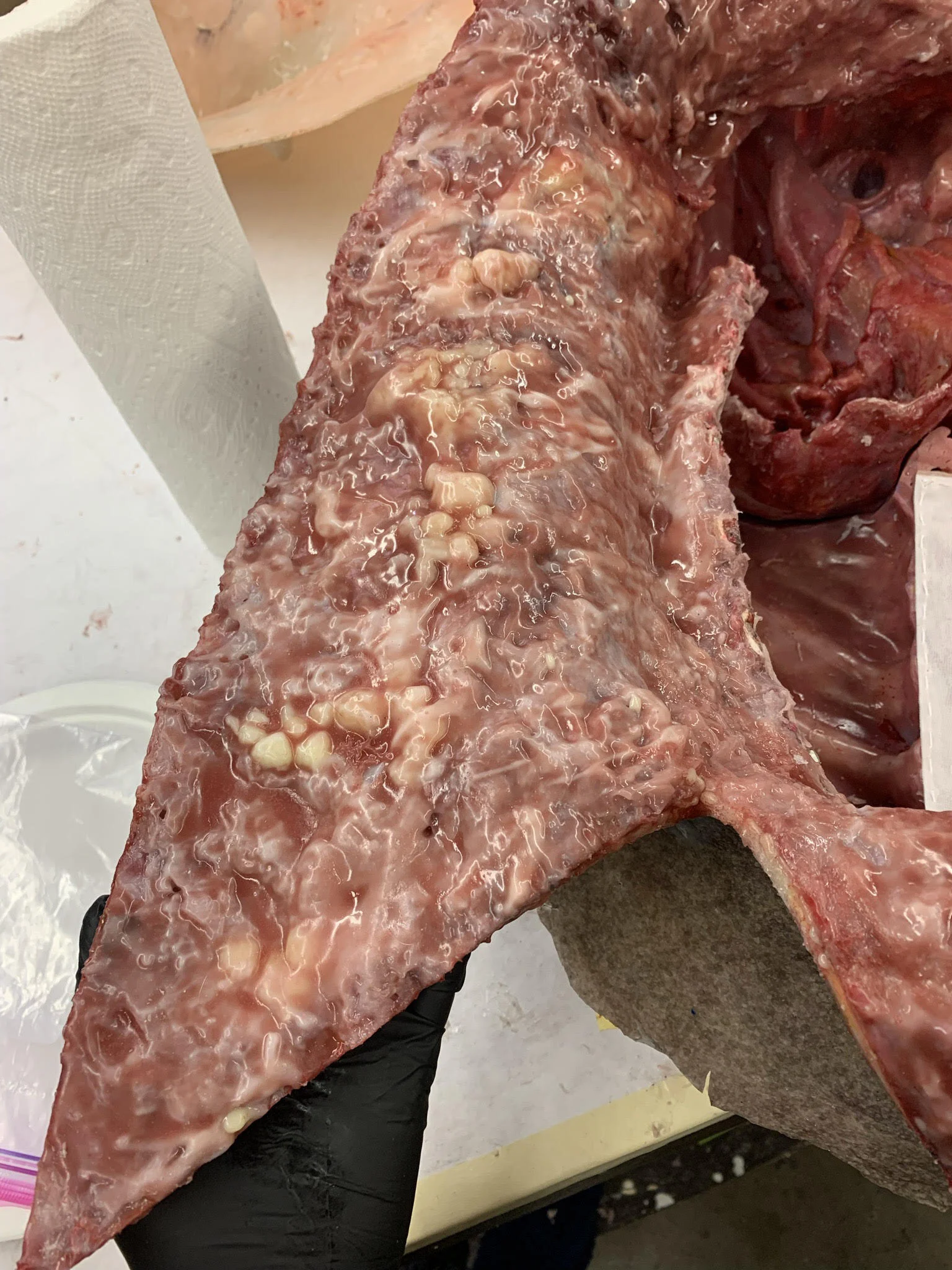 Silicone Fabricated Trauma 