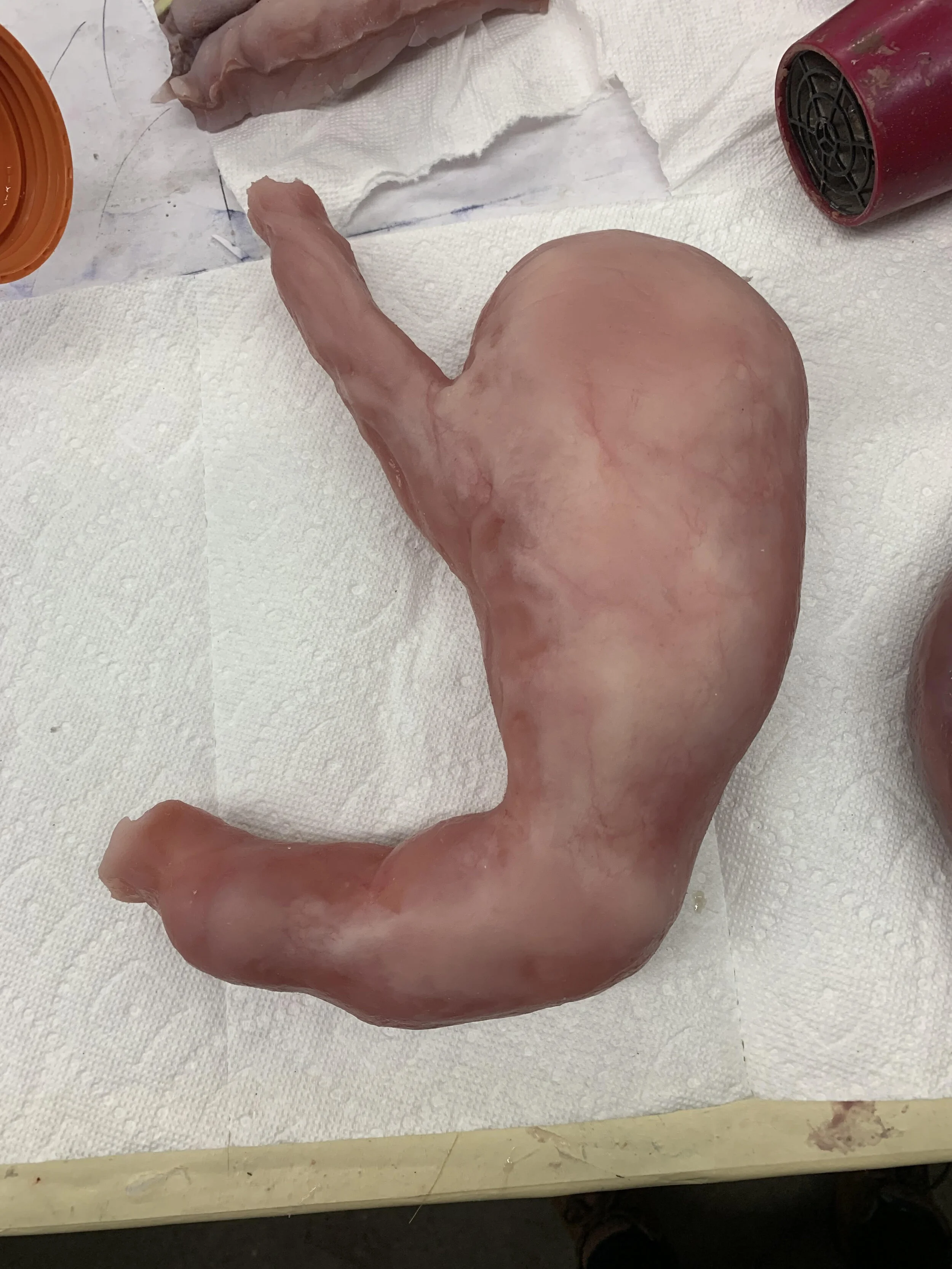 Silicone Stomach