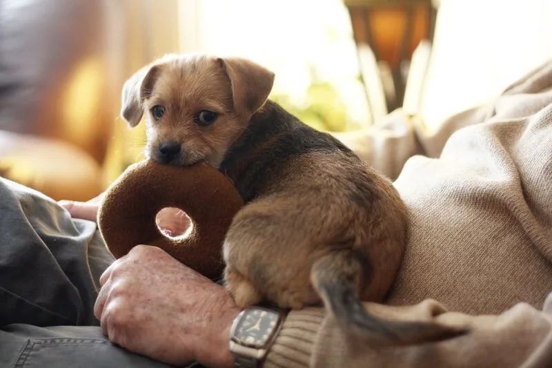how-to-puppy-proof-your-home.jpg