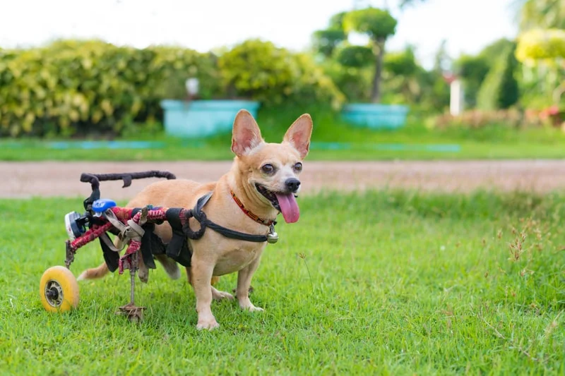 What+to+Know+About+Caring+for+Specially-Abled+Pets-min.jpg