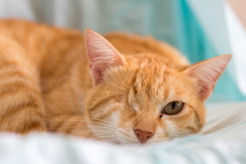 general+care+tips+for+dogs+and+cats+with+special+needs+_+orange+tabby+cat+with+one+eye-min.jpg