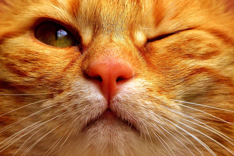 corneal+damage+and+eye+inflammation+in+cats+_+orange+tabby+cats+with+green+eyes+winking-min.jpg