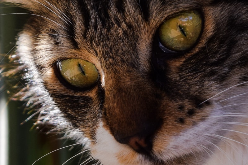 glaucoma+entropion+and+keratitis+in+cats+_+tabby+cat+with+green+eyes-min.jpg