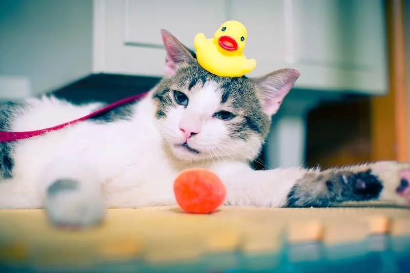 survival-of-the-fittest_how-to-safely-bathe-your-cat.jpg