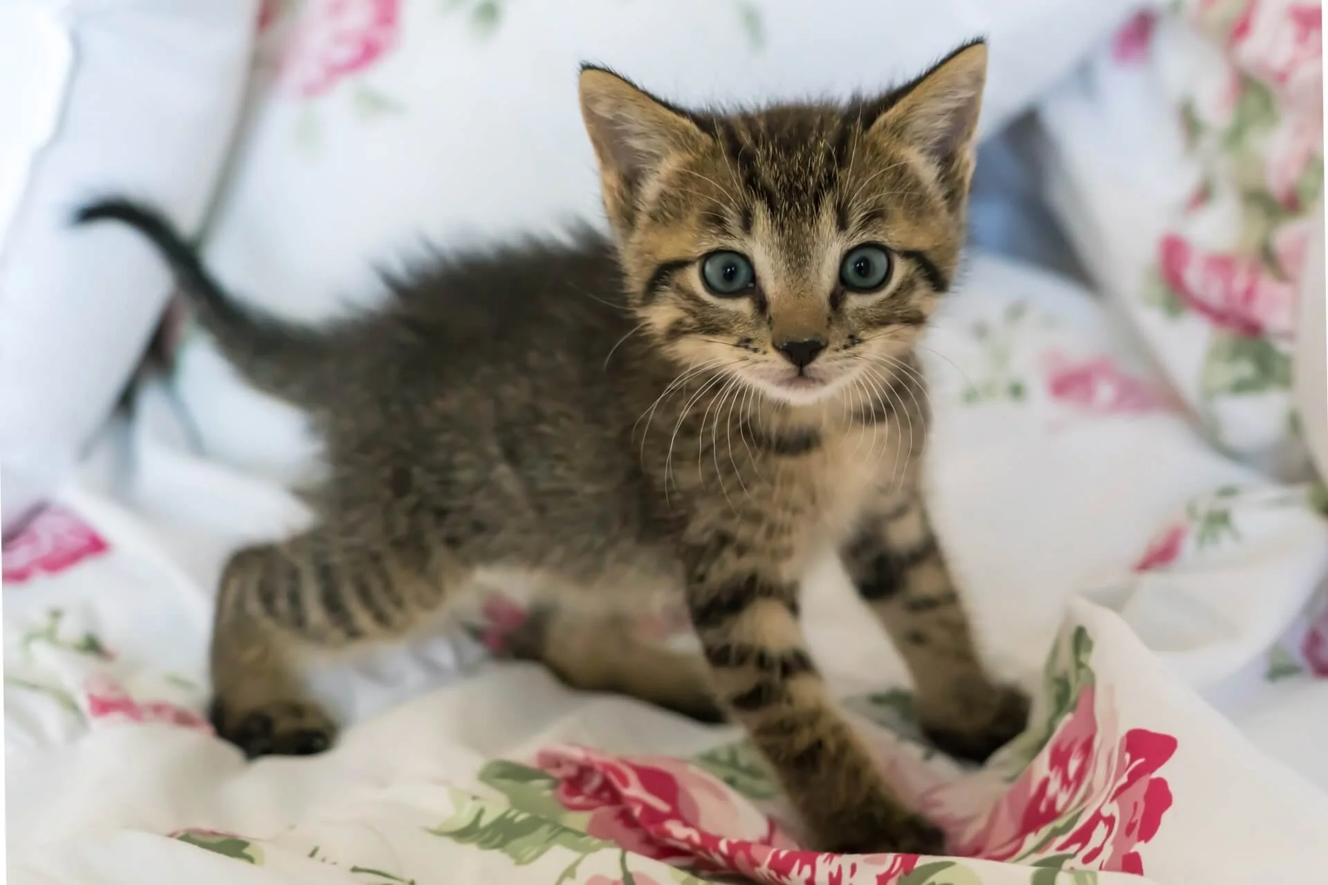 kitten+bath+time+tips+_+kitten+standing+on+a+rose-pattered+blanket.jpg
