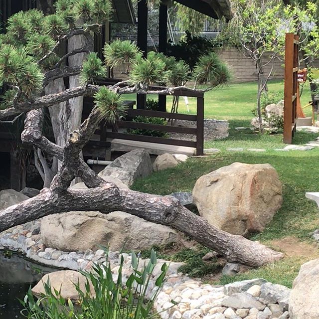 懐かしいところ!ロサンジェルスにいながら少し日本にいるみたいな感じで楽しかったです❤️ I could watch the Koi fish swim forever—a true Zen, lovely space right in the heart of LA: the Tea House and Friendship Garden in Brand Park (Glendale)! Love to all! ❤️ #koifish #zenspacela #japanesegardeninla