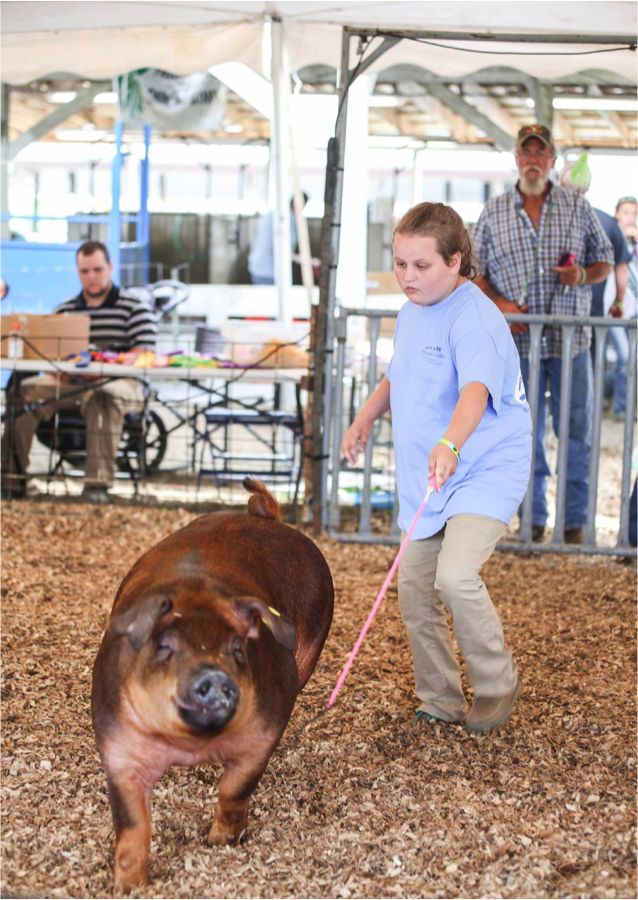 Kaisy, with her proud dad in the background, showing her breeding gilt in the Supreme 4-H drive.