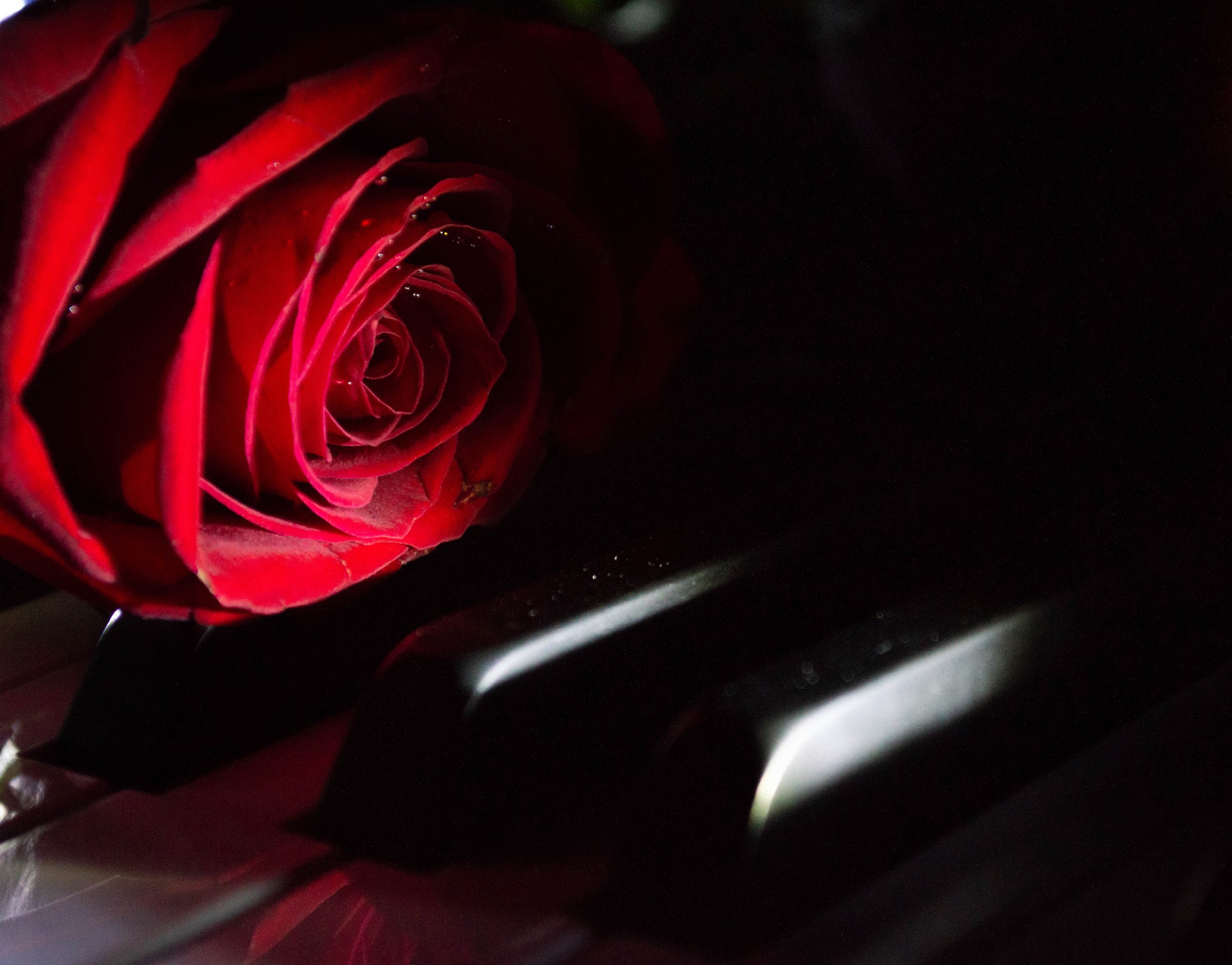 Heese Red Romance rose (1).jpg