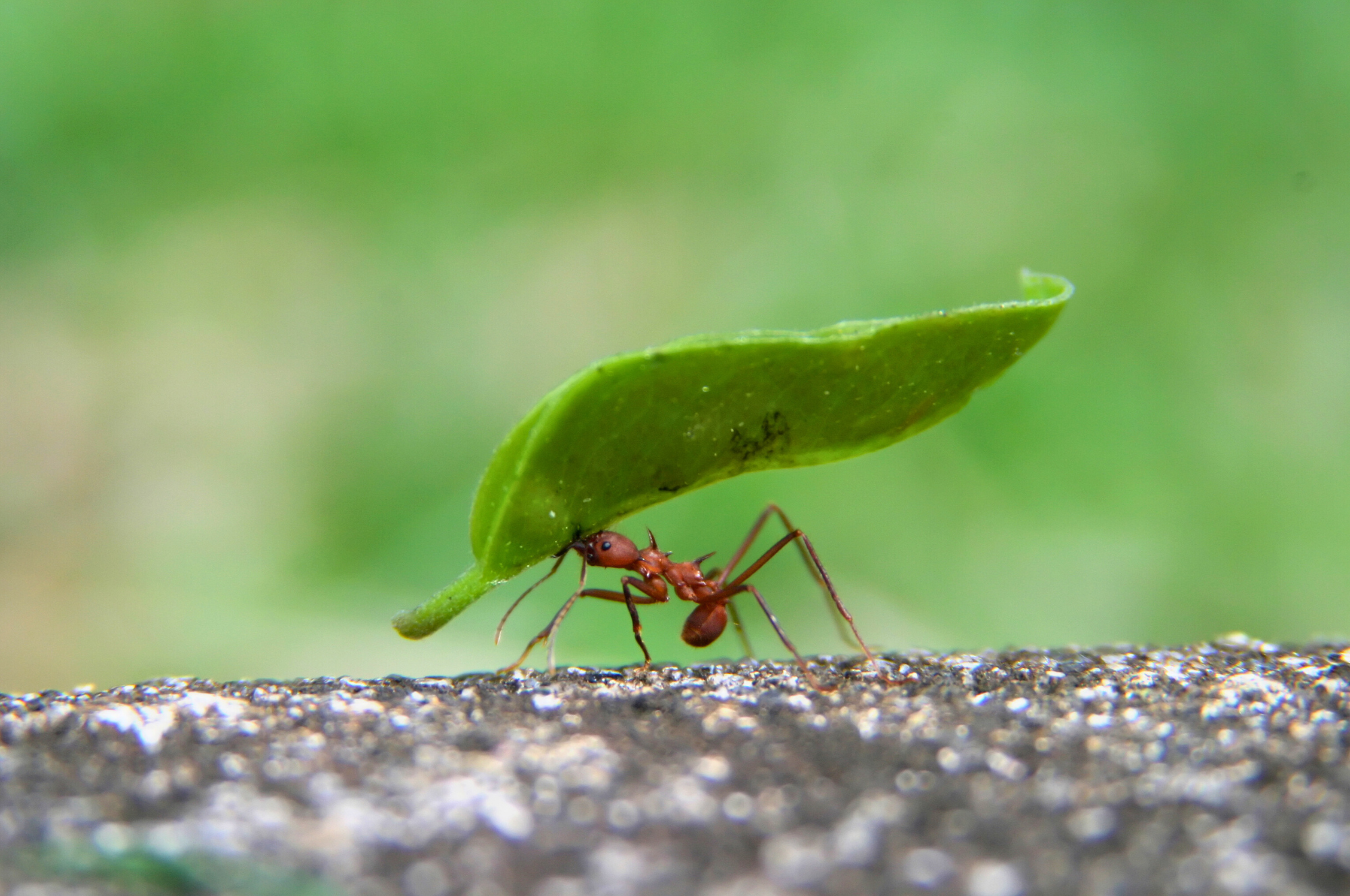 Consider the Ant