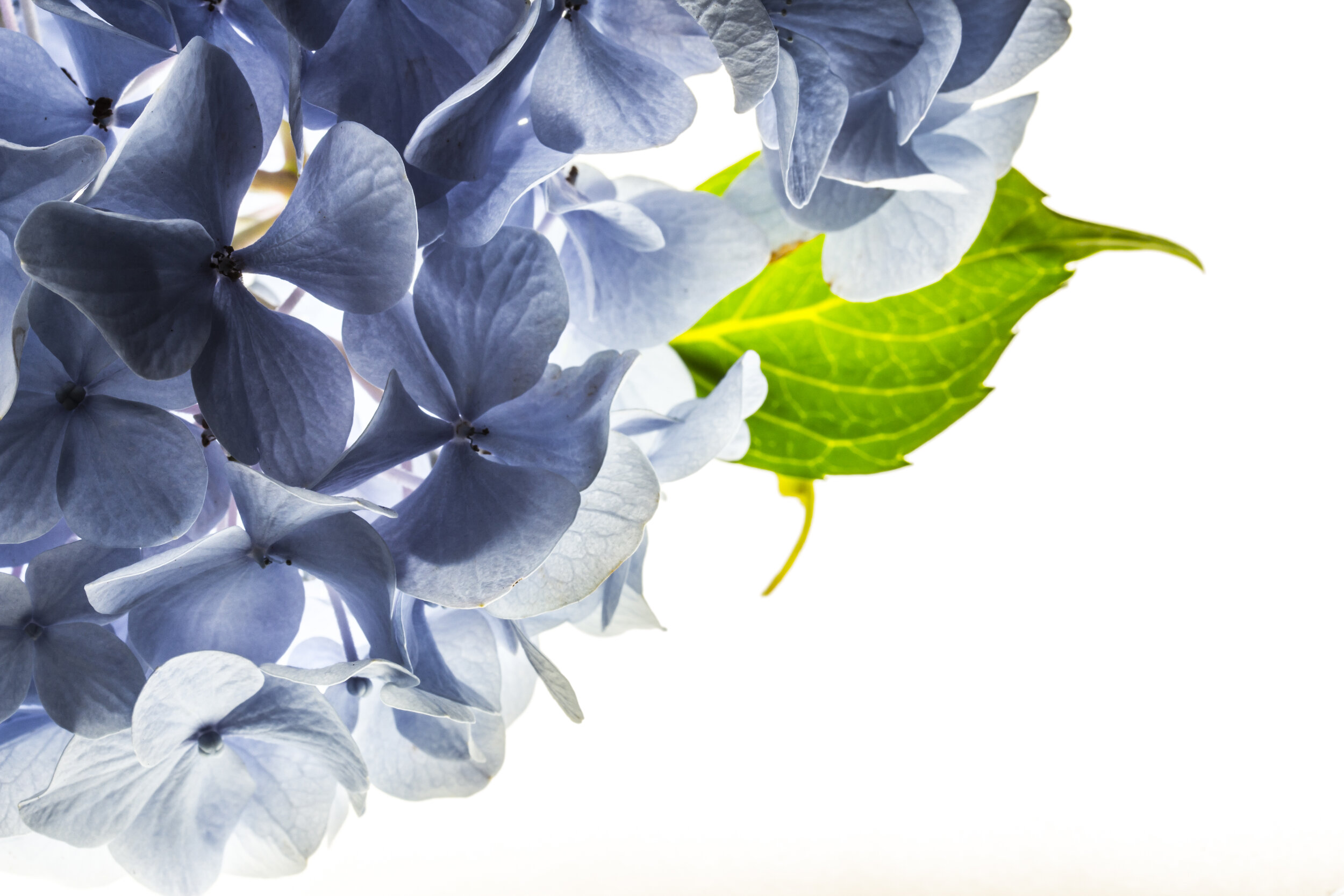 Hydrangea & Oak 8