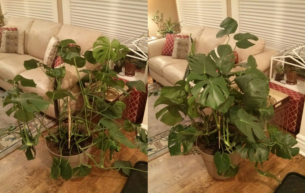 May 12, 2015 - using a small bamboo trellis from the dollar store, I tied up the vines to give the overall plant a more compact look. This is just how monstera grows - they are vines that want to grow along some surface. So in a container, it will always become "unruly" as the vines grow past the edge of the pot.