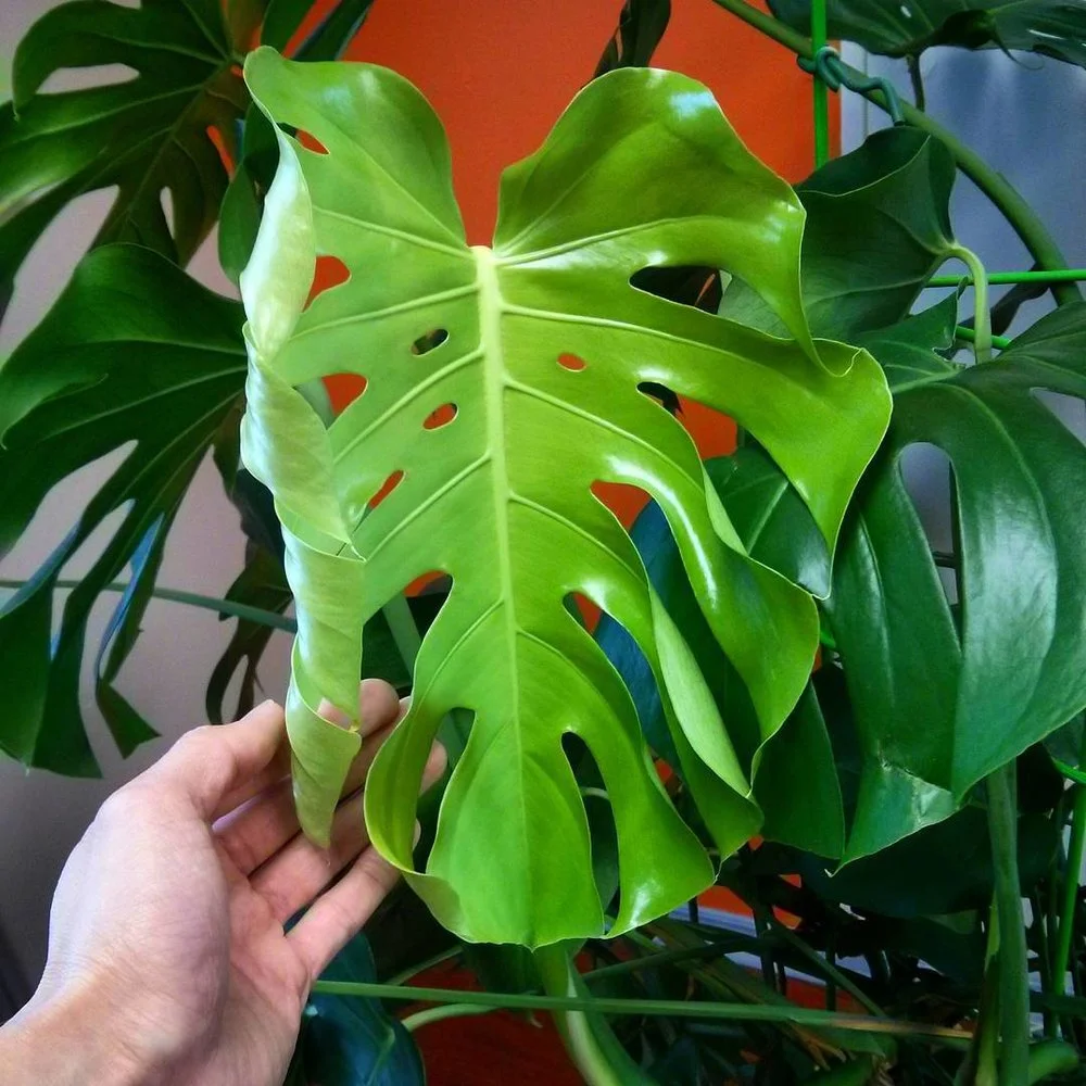 January 6, 2016 - wow, this is the first leaf with a full set of cuts and a couple of holes along the midrib!