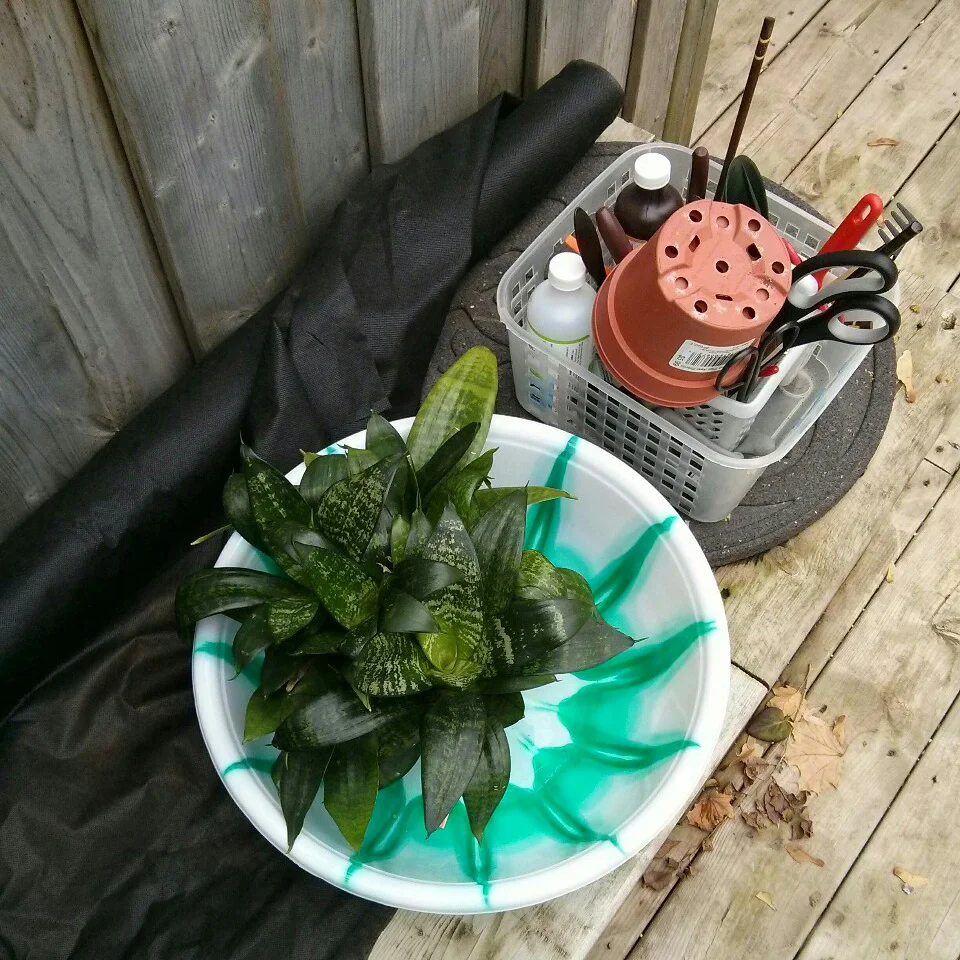 October 31, 2015 - the weather was still nice enough to repot outside. I had some extra 5" nursery pots to use - the plant will recover faster from repotting when it is moved to a slightly bigger pot instead of a significantly larger one. I like to line the bottom of the pot with landscape fabric to prevent soil runoff as I water the plant - the fabric is cheap and can easily be cut to size.