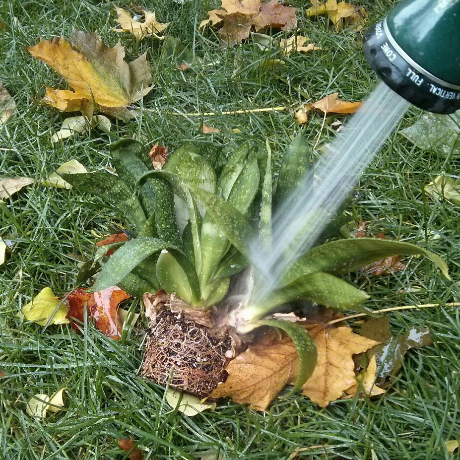 You can see the roots have almost completely taken over the original pot. Here I'm hosing down the entire plant in case there are any pests that may have stowed away under the leaves - I did notice some webbing on the other plants at the lady's house so I had to be cautious.