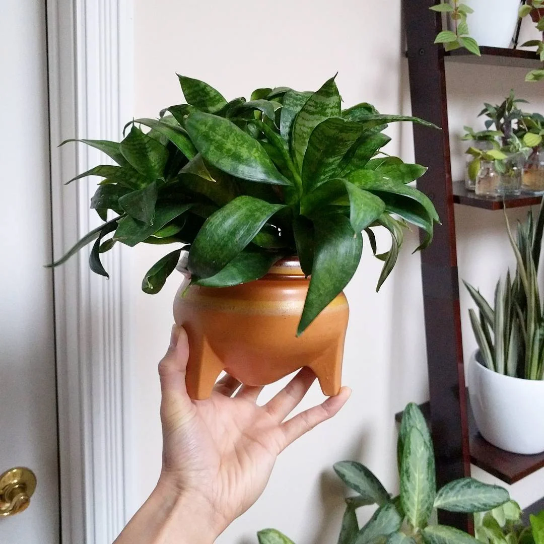 February 2, 2017 - snake plants are slow growers. After a year, I can only notice a bit more spreading of the rosettes. Perhaps this year she'll put out some offshoots!