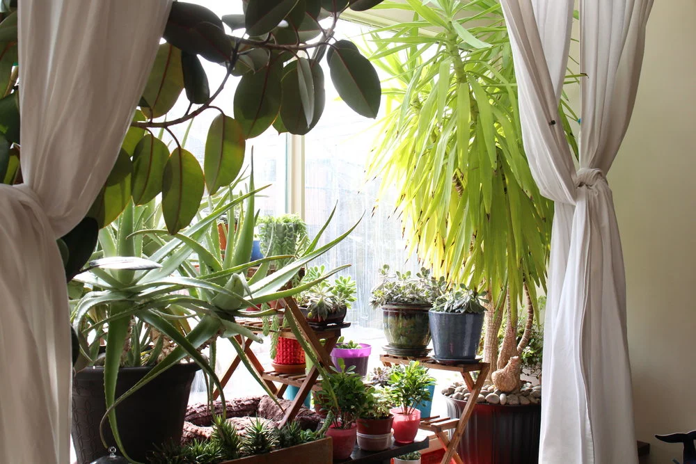 Elspeth keeps many smaller containers of succulents using some Ikea plant stands. The multiple levels creates a more interesting grow space, which includes a cozy bed for the cat.