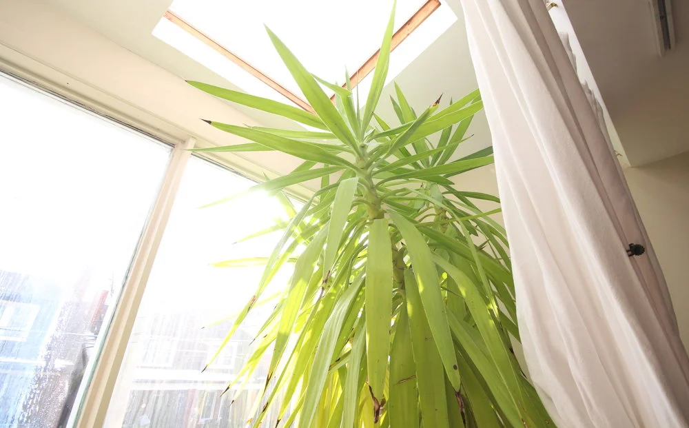 This yucca is truly something special. Blake showed me a photo from 2009 where this plant looked barely 4 feet tall and had the typical dark green leaves. The current leaf paleness appears to be the result of years of daily sun. What's also impressive is the length of the leafy section compared to the trunk - as with most tropical plants of this structure, the "trunk" bears the marks of previously attached leaves. In a lower light situation, more of the lower leaves would have fallen off but when there's enough light to go around, older leaves stay on longer.