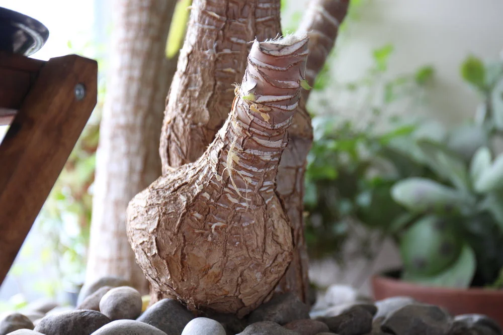An unfortunate accident caused one of the trunks to be severed but look, the plant is growing so well that two new stems are emerging. This is exactly how growers produce the typical Dracaena marginata (dragon tree) we see in most shops - they are rapidly grown as a single stem then severed so 3 (typically) new stems can emerge.