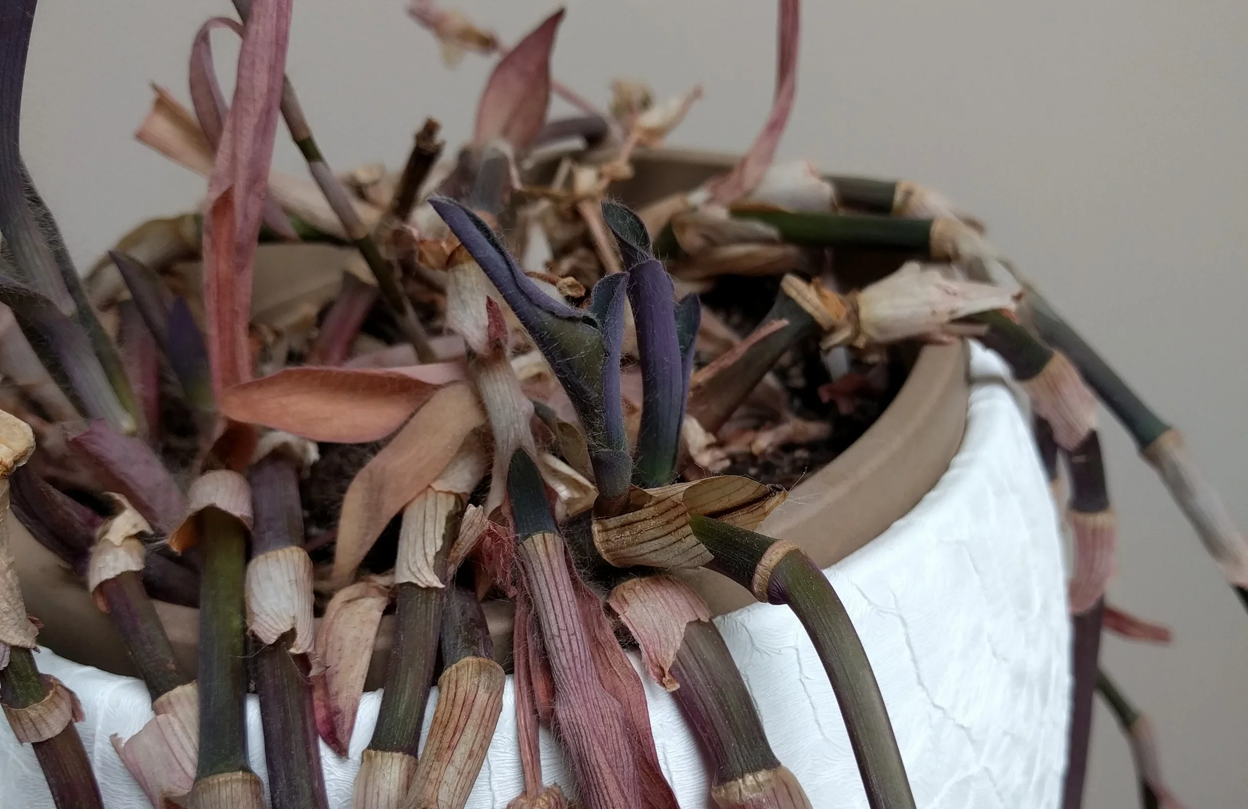 See how there is branching near the base of the stems. It indicates that the overall plant is still in good health.