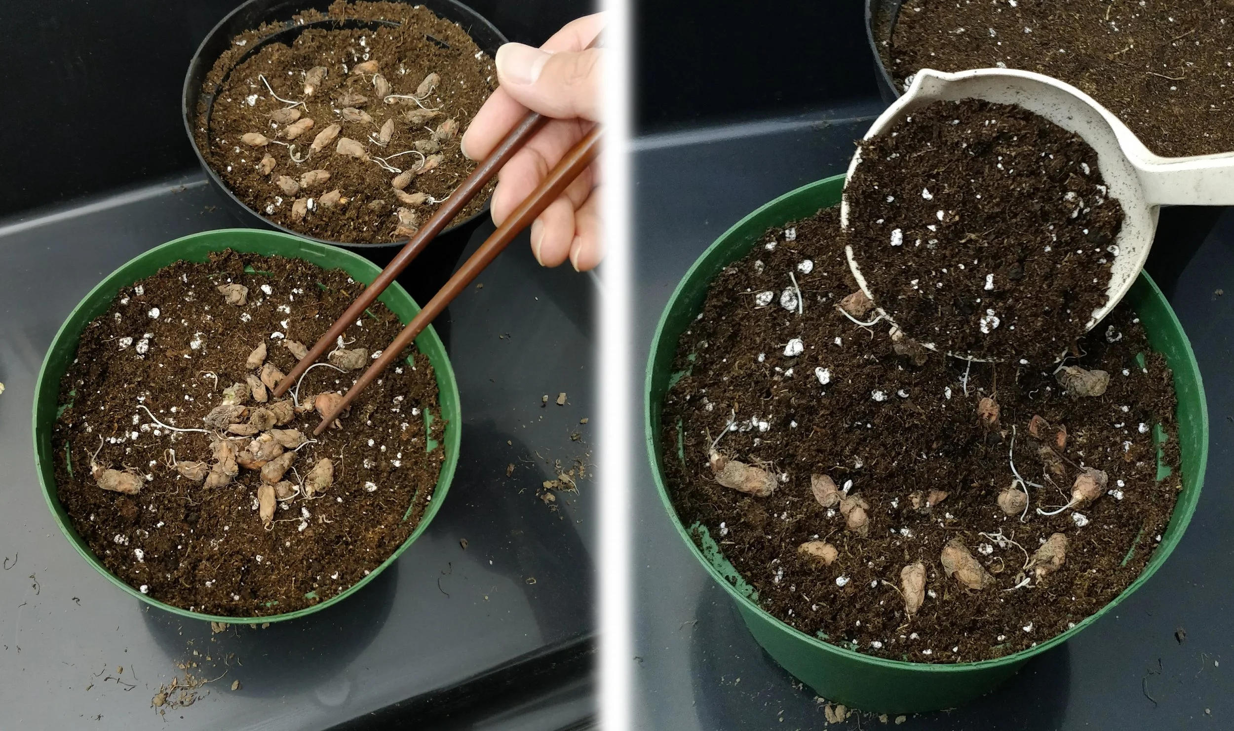 Oxalis bulbs can be planted somewhat shallow - I've seen them work just fine even with a bit of the bulb peeking up above the surface. I used chopsticks to arrange the bulbs as evenly spaced as possible then covered them with thin layer of soil.