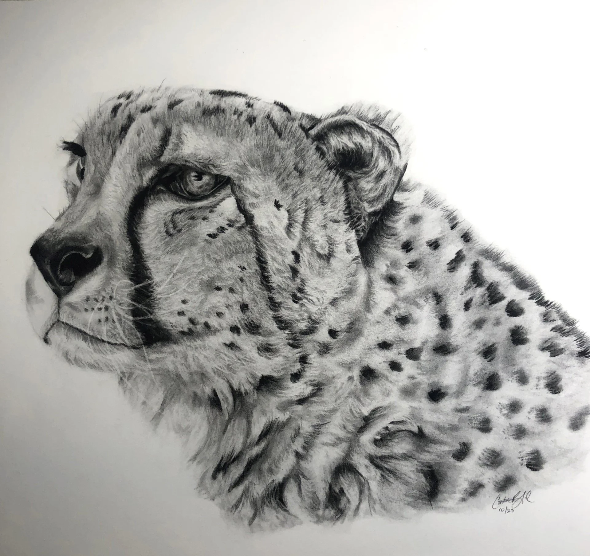 Cheetah
