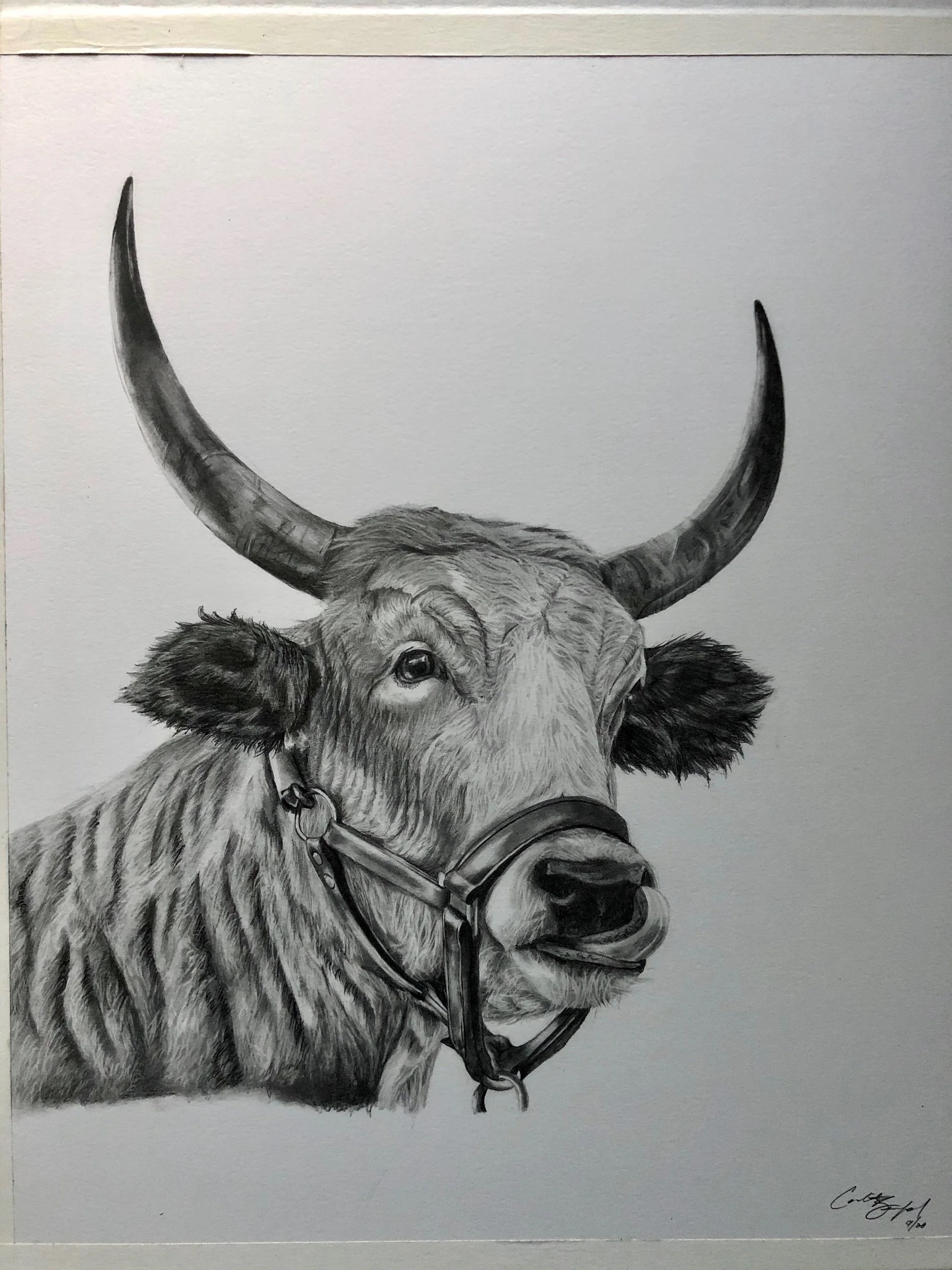 Cow