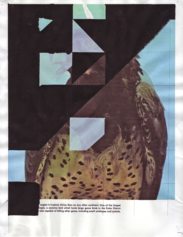  Martial Eagle 3, 2009  Gouache and pencil on inkjet print  11 x 8.5 inches  27.94 x 21.59 cm       