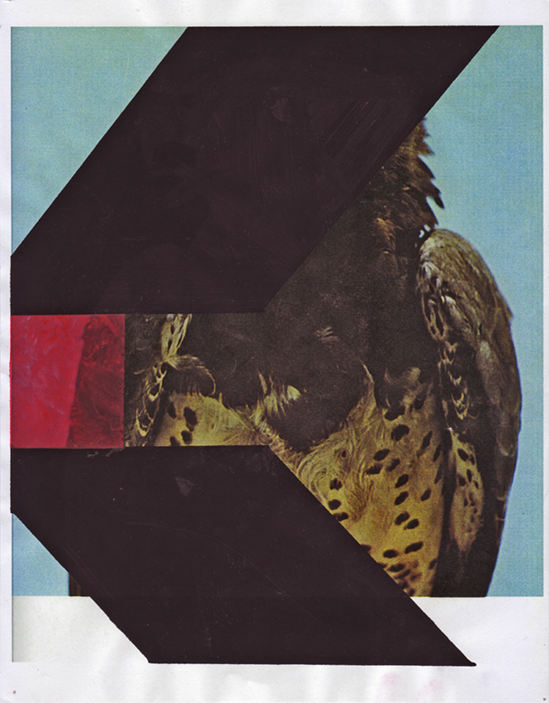  Martial Eagle 6, 2009  Gouache and pencil on inkjet print  11 x 8.5 inches  27.94 x 21.59 cm       