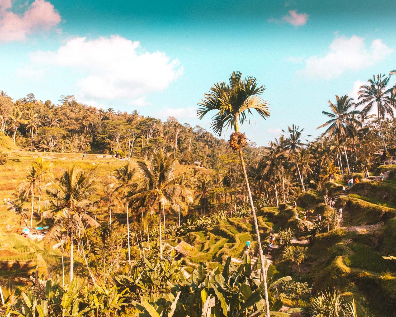 Bali2-2430.jpg