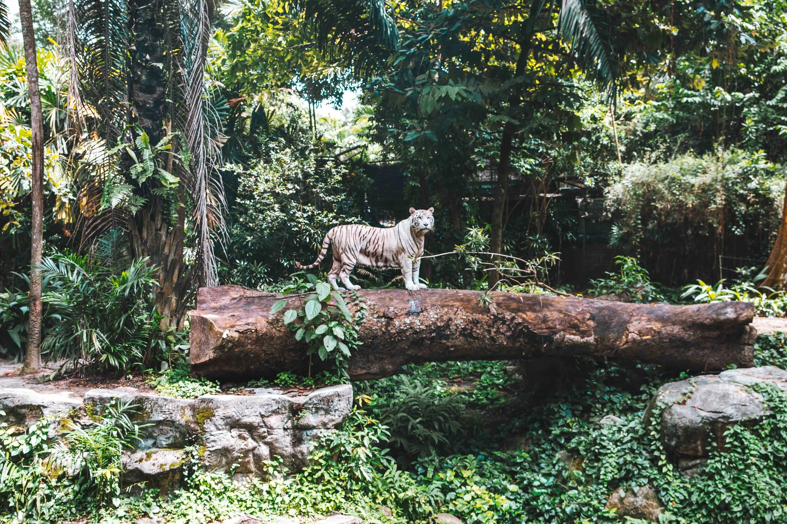 Singapore-5926.jpg
