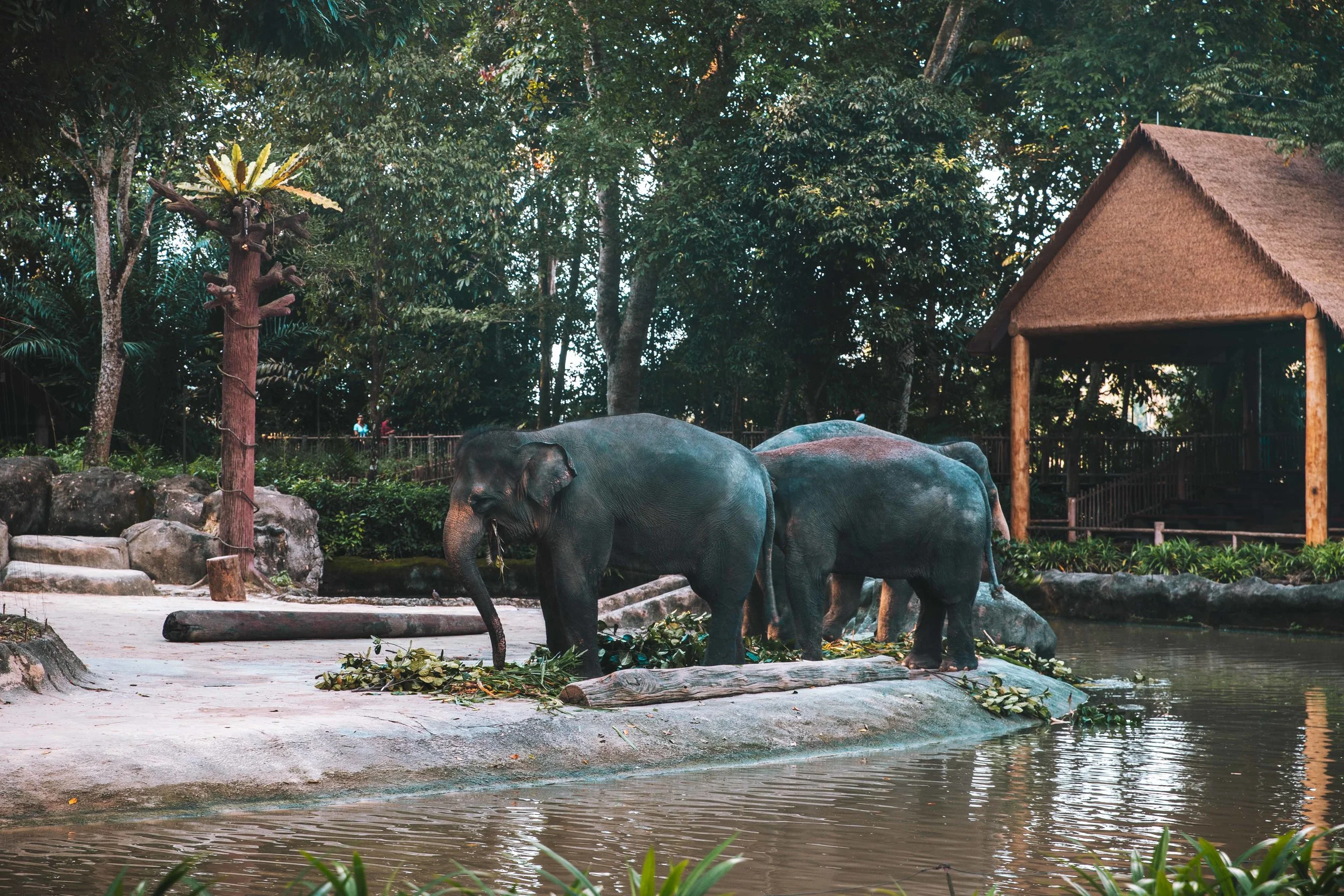 Singapore-6008.jpg