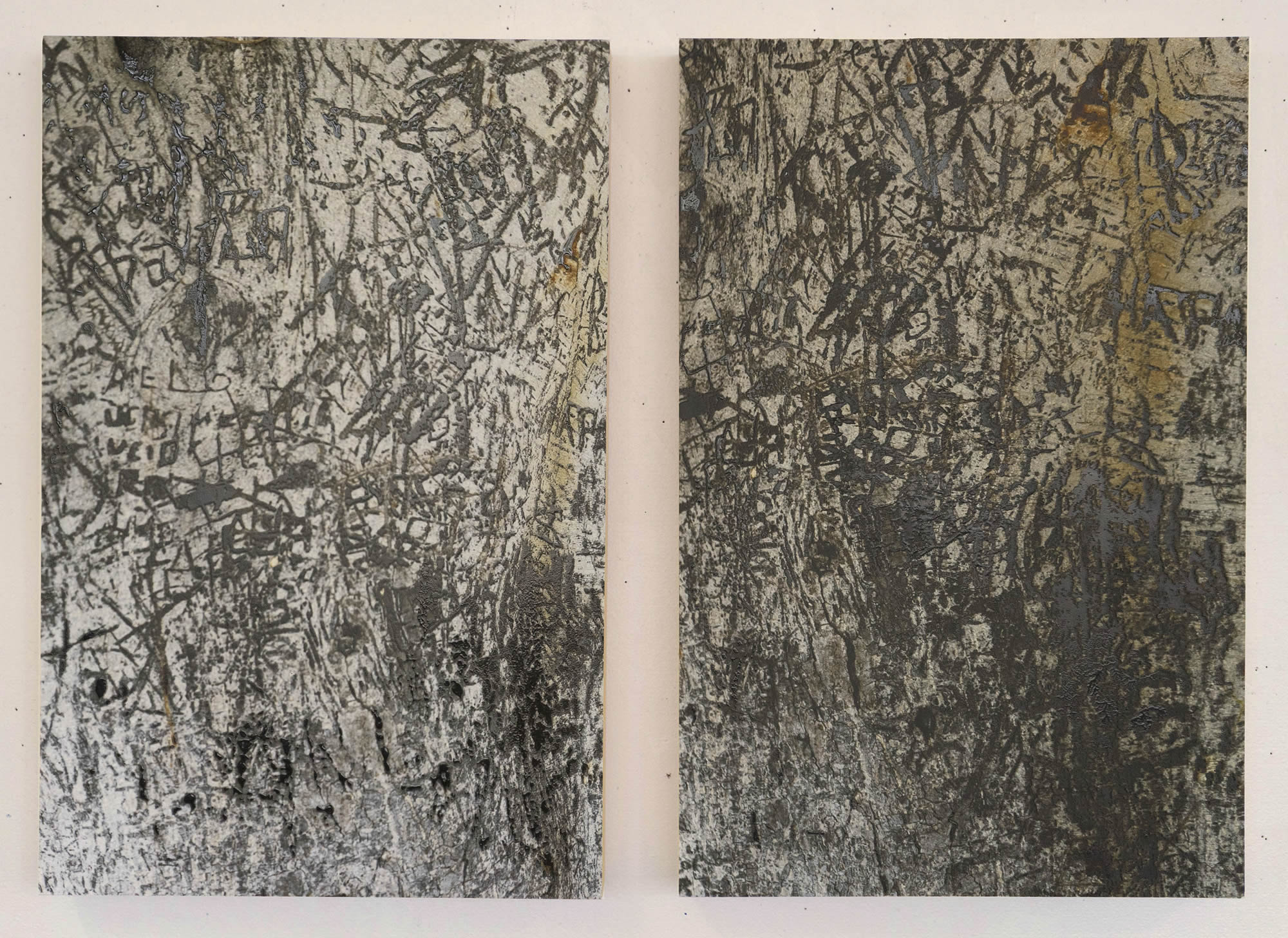 Untitled (Ficus_Los Angeles_20151230_34°03'29.2"N 118°18'28.2"W [K-Town Diptych])