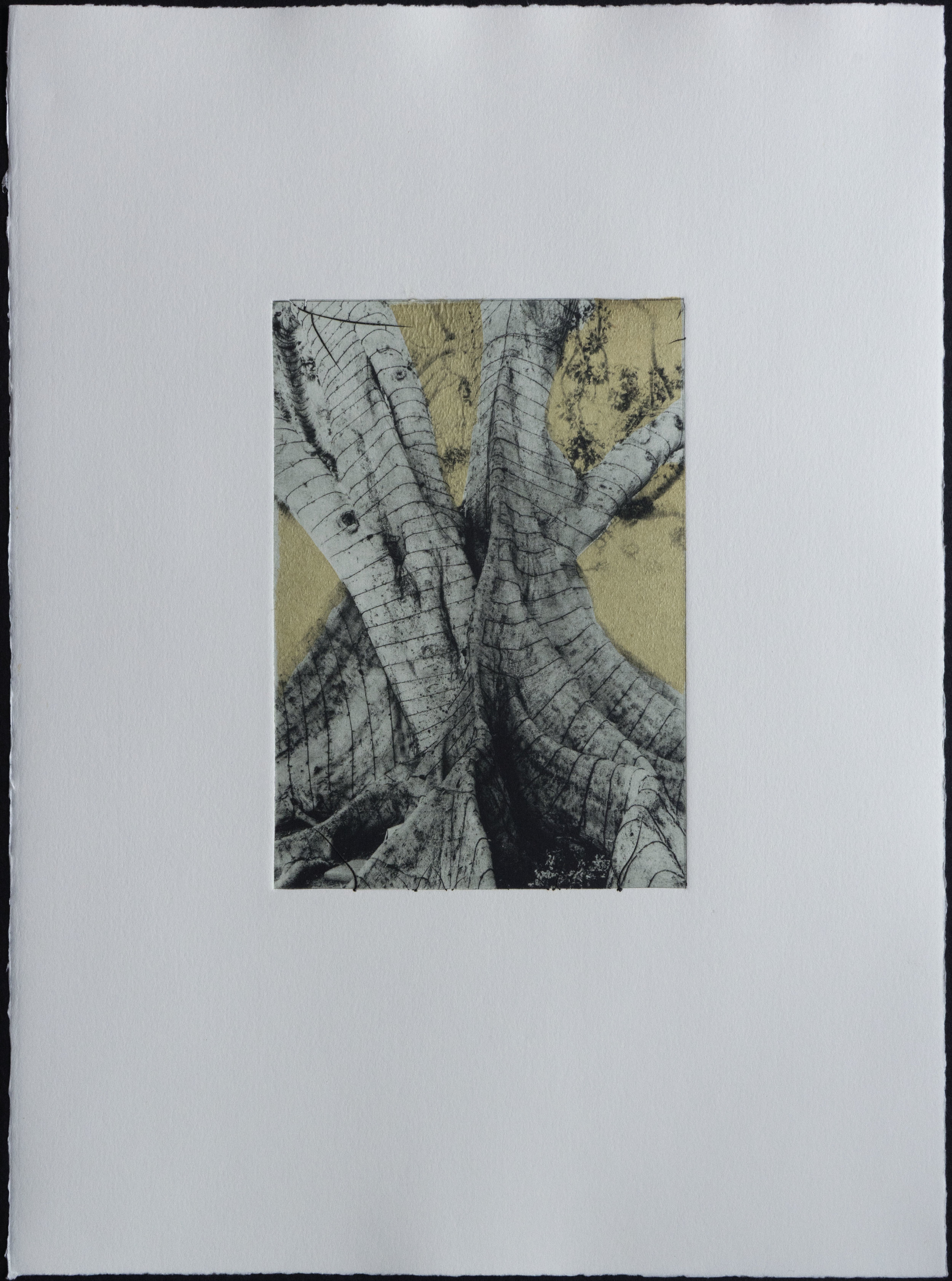    Untitled   (AAA_F.macrophylla_Los Angeles, CA, MT), 2016  Intaglio (Photopolymer), Chine Collé, 11 x 15 in 
