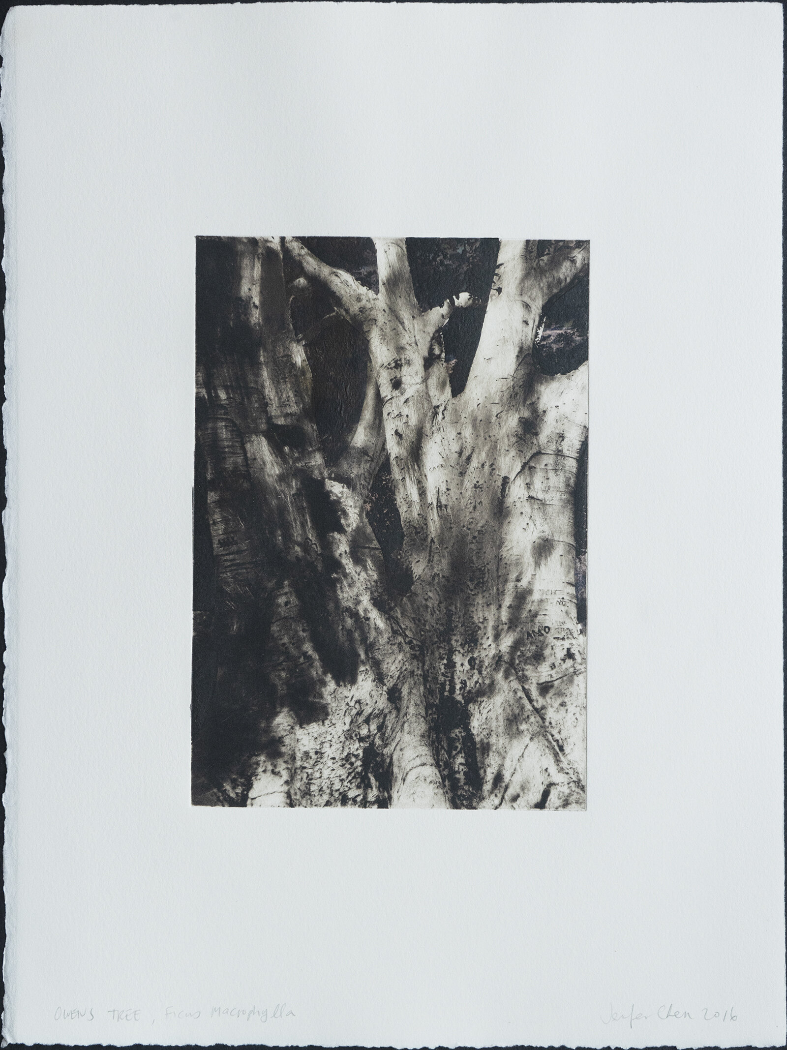    Untitled   (Owens Tree_ F.macrophylla_Glendora, CA , MT), 2016  Intaglio (Photopolymer), Monoprint, 11 x 15 in. 