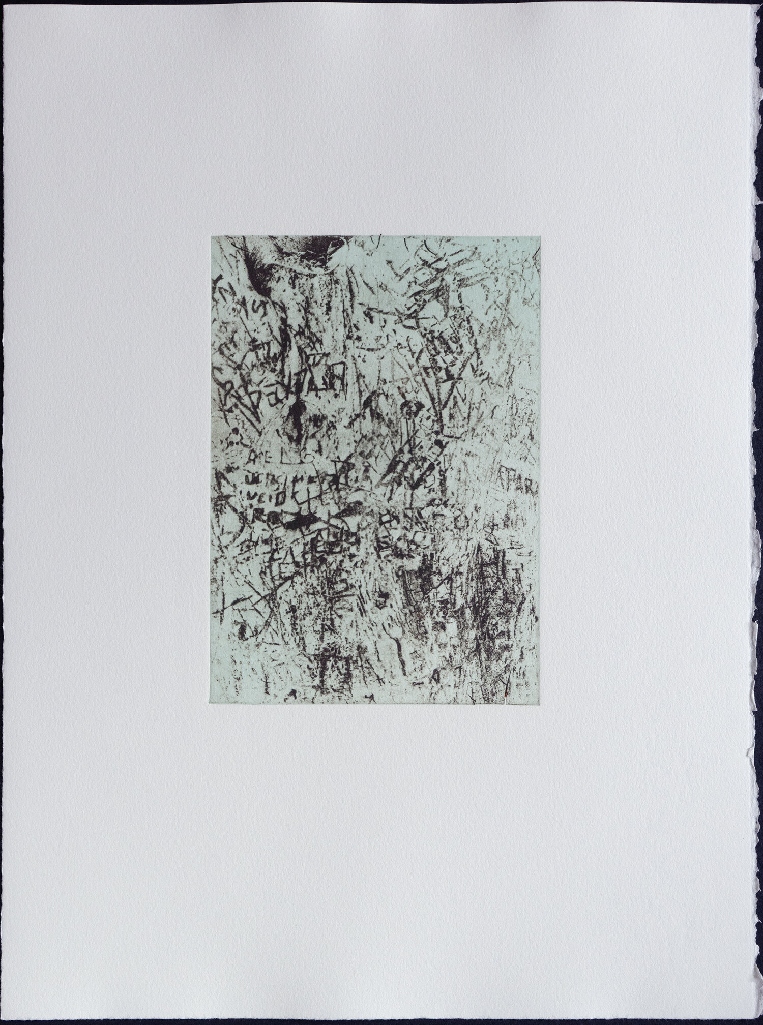    Untitled   (Ficus_Los Angeles_20151230_34°03'29.2"N 118°18'28.2"W) Black ,light trans blue, 2020  Intaglio (Photopolymer), Monoprint, 11 x 15 in. 