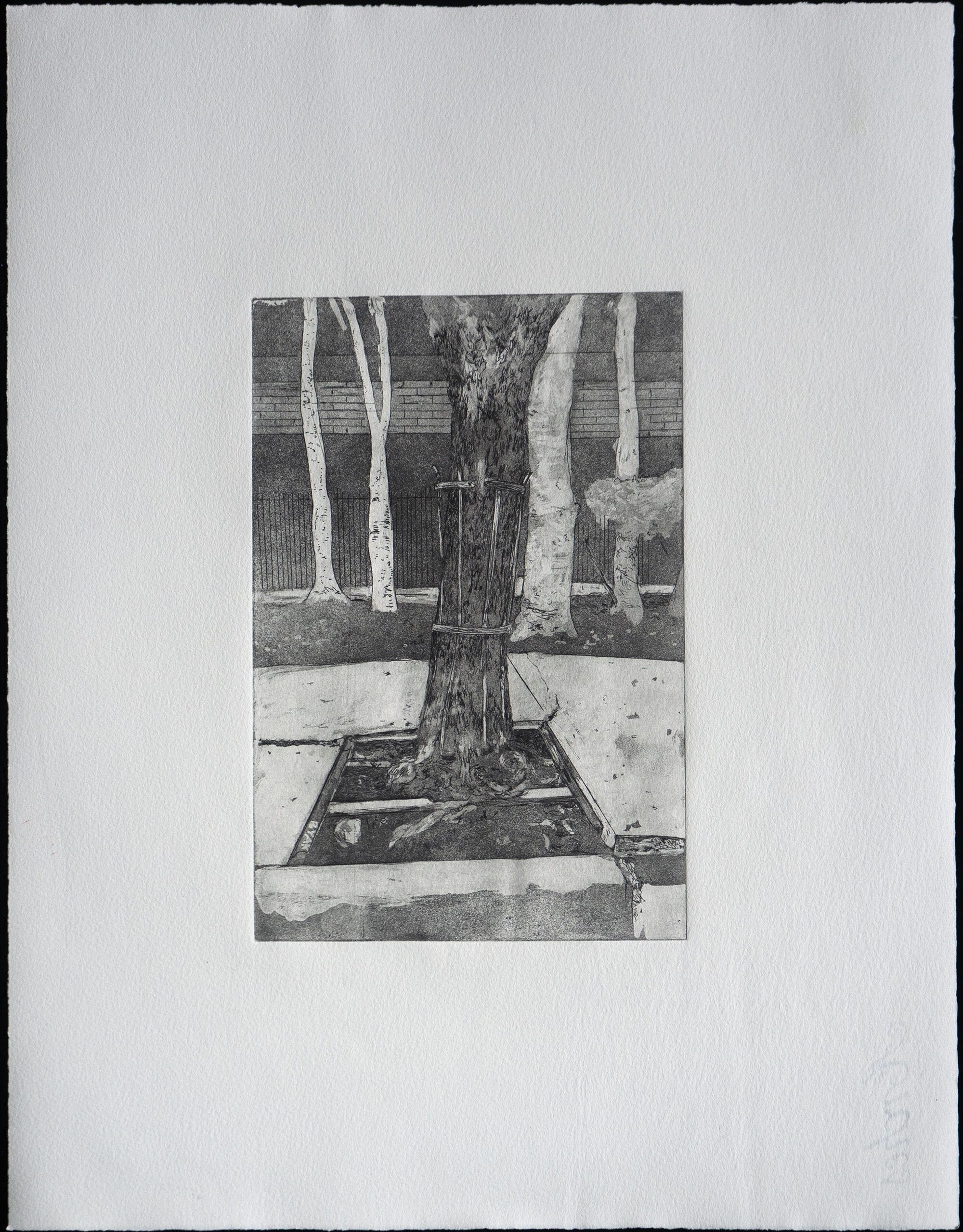    Untitled   (K-Town Girdled- Geijera parviflora, Austrian Willow), 2019  Intaglio, copper etching 