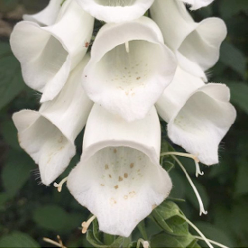 Isabel Losada: Flowers