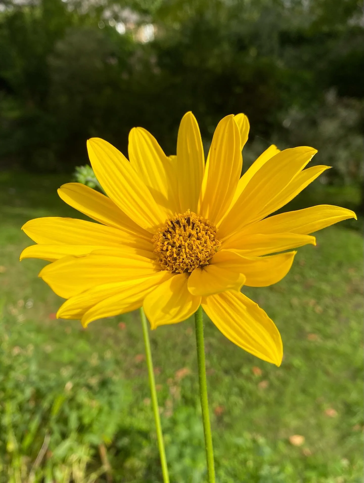 Because I couldn&rsquo;t decide which photo of these Rudbeckias to post. 

#rudbeckias #dovedalegardens #yellowflowers