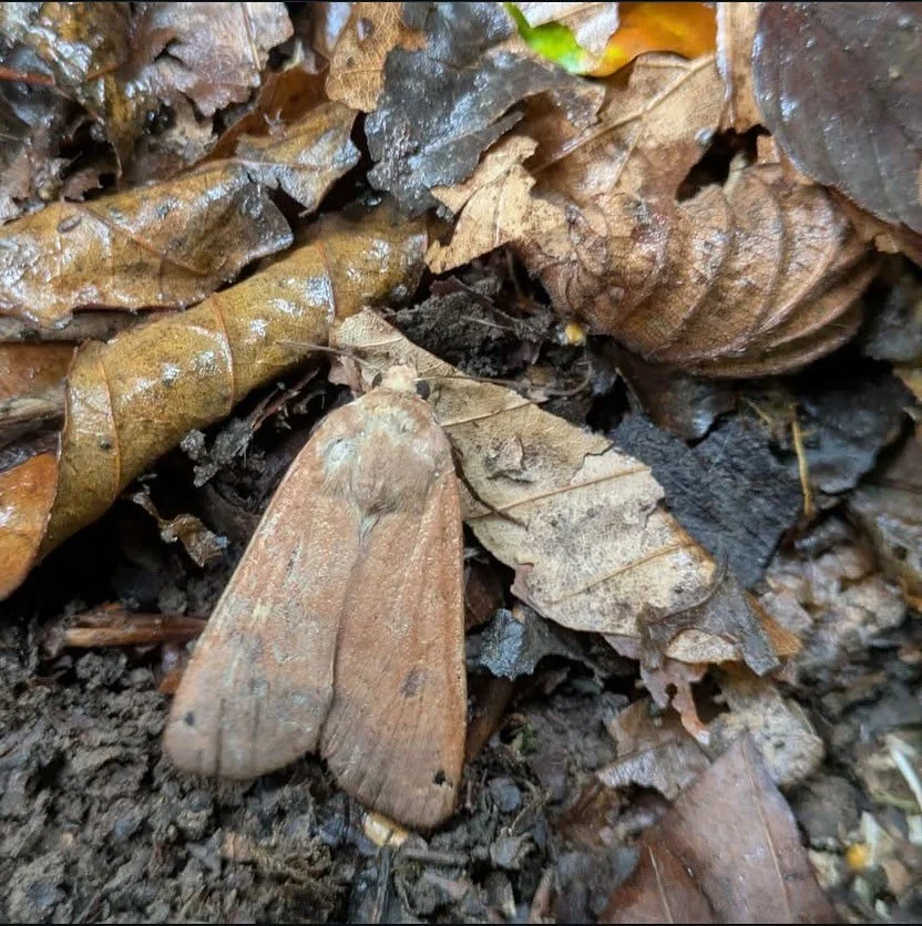 Just look at these brilliant camouflage skills by this gorgeous moth. It was so reassuring to be at @tunbridgewellscan yesterday among other humans who love nature as passionately as I do. This photo was taken in Devon by the passionate tree lovers a