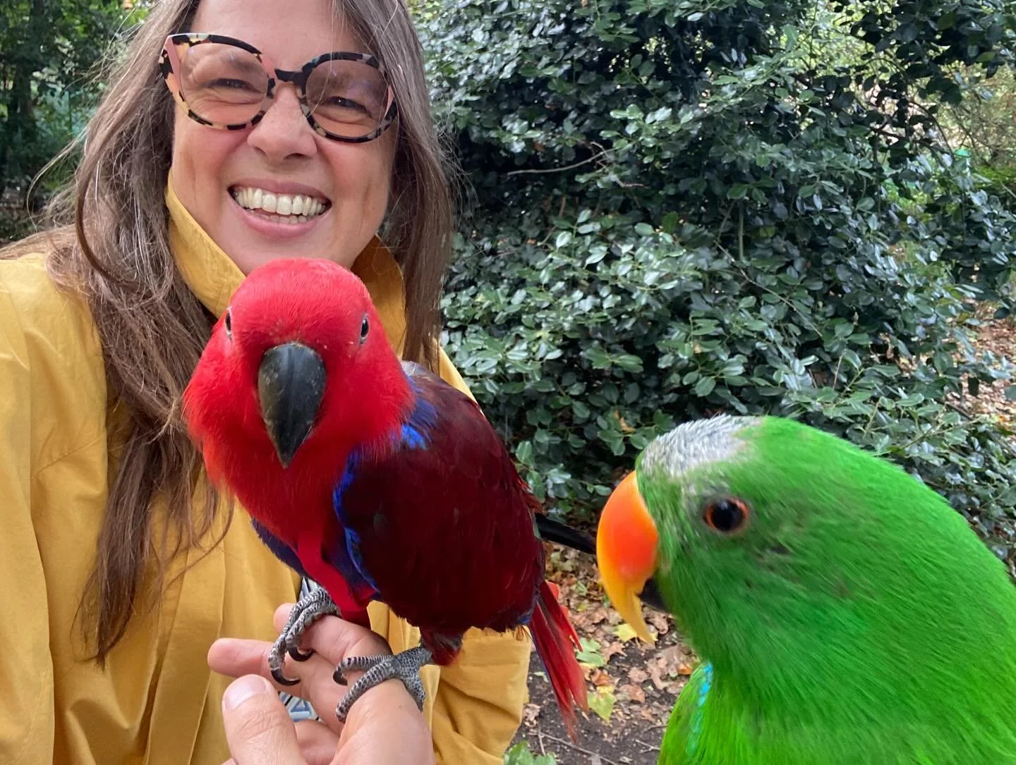 Wonderful chance meeting in #BatterseaPark today with a man flying his #eclectusparrots He explained that he had adopted the birds from someone who could no longer care for them. But, as he didn&rsquo;t agree with keeping birds captive, he was learni
