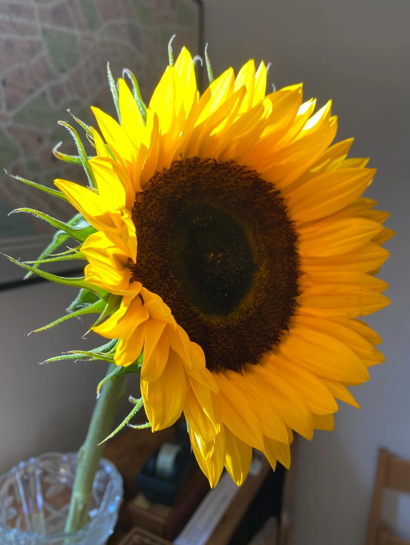 Sun lit sunflowers. 

#sun #light #sunflowers